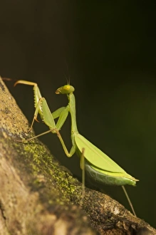 Central America, Ecuador