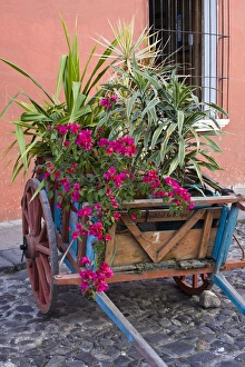 Images Dated 19th January 2008: Central America, Guatemala, Antigua. Plants in a cart on street in Antigua
