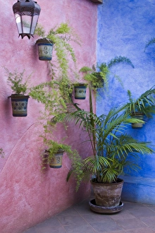 Images Dated 29th January 2008: Central America, Guatemala, Antigua. Potted plants on colorful wall in Antigua
