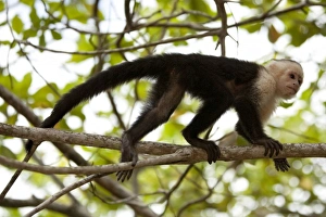 Images Dated 18th February 2011: Central America, Honduras