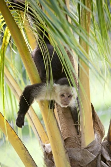 Images Dated 18th February 2011: Central America, Honduras