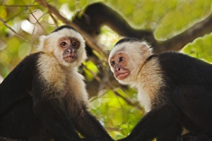 Central America, Honduras