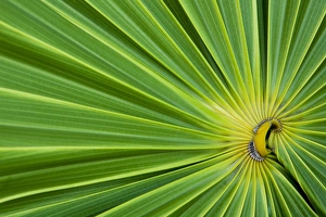 Central America, Honduras, Bay Islands, Utila, Utopia Village, radial lines of palm leaf