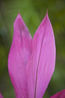 Central America, Honduras, Bay Islands, Roatan, pink leaves forming heart shape