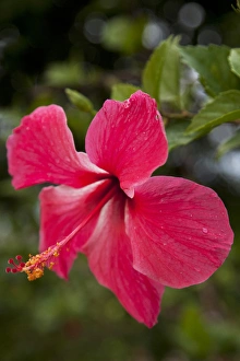 Images Dated 17th February 2011: Central America, Honduras, Bay Islands, Roatan, hibiscus flower