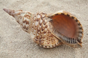 Central America, Honduras, Bay Islands, Utila, Utopia Village, seashell