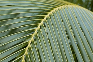 Images Dated 18th February 2011: Central America, Honduras, Bay Islands, Roatan, Palmetto Bay Plantation. (PR)