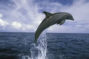 Central America, Honduras. Bottlenose Dolphin (Tursiops truncatus)