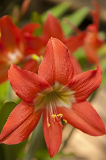 Images Dated 27th April 2010: Central America, Honduras, Roatan, Carambola Botanical Gardens, Amaryllis
