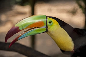 Images Dated 27th April 2010: Central America, Honduras, Roatan, Keel-Billed Toucan, Roatan Butterfly Garden