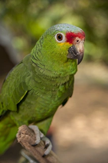 Images Dated 27th April 2010: Central America, Honduras, Roatan, Roatan Butterfly Garden, Red Lored Parrot