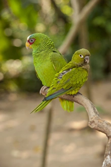 Images Dated 27th April 2010: Central America, Honduras, Roatan, White Fronted Amazon Parrot, Roatan Butterfly Garden