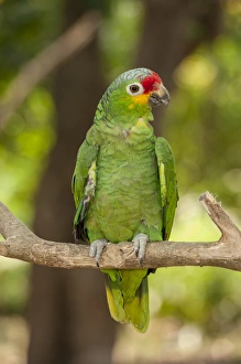 Images Dated 27th April 2010: Central America, Honduras, Roatan, Roatan Butterfly Garden, Red Lored Parrot