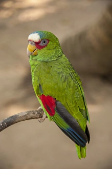 Images Dated 27th April 2010: Central America, Honduras, Roatan, Roatan Butterfly Garden, White Fronted Amazon Parrot