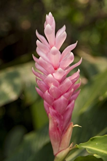 Central America, Honduras, Roatan, Roatan Butterfly Garden, Pink cone Ginger, Hawaiin Ginger