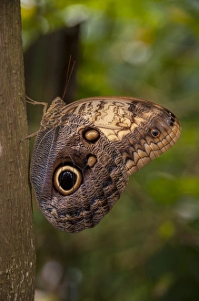 Images Dated 27th April 2010: Central America, Honduras, Roatan, Roatan Butterfly Garden, Common Owl, Butterfly