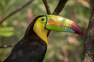 Images Dated 27th April 2010: Central America, Honduras, Roatan, Roatan Butterfly Garden, Keel-Billed Toucan
