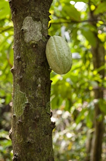 Images Dated 27th April 2010: Central America, Honduras, Roatan, Carambola Botanical Gardens, Chocolate Tree