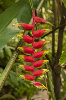 Central America, Honduras, Roatan, Carambola Botanical Gardens, Heliconia