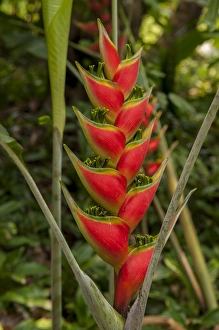 Central America, Honduras, Roatan, Carambola Botanical Gardens, Heliconia