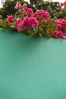 Central America, Honduras, Roatan, Bougainvillea, tropical flowers