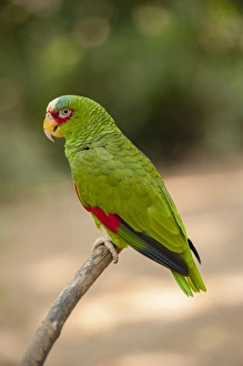 Images Dated 27th April 2010: Central America, Honduras, Roatan, White Fronted Amazon Parrot, Roatan Butterfly Garden
