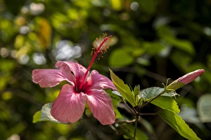 Central America, Honduras, Roatan, Hibiscus