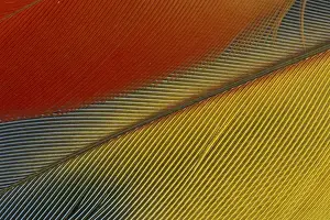 Honduras Prints: Central America, Honduras. Scarlet Macaw feathers (Ara macao)