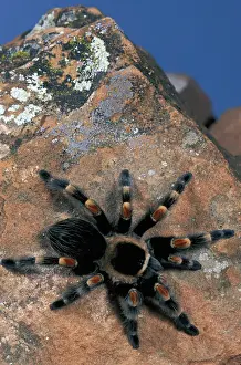 Fear Prints: Central America, Mexico. Mexican Red Kneed Tarantula (Brachypelma smithi)