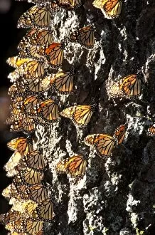 Images Dated 30th August 2007: Central America, Mexico. Monarch Butterflies (Danaus plexippus)