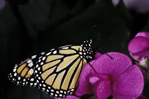 Migrate Prints: Central America, Mexico. Monarch Butterfly (Danaus plexippus)