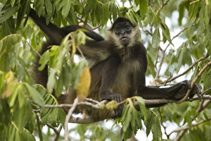 Images Dated 6th November 2008: Central America, Nicaragua, Granada. Spider monkey (ateles geoffroyii) in tree