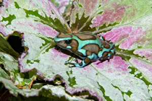 Central America, Panama
