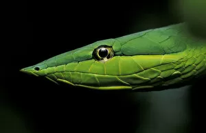 Images Dated 9th January 2004: Central America, Panama, Barro Colorado Island Green vine snake (Oxybelis fulgidus)