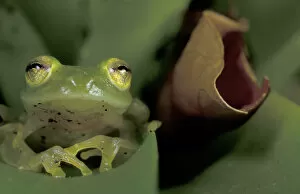 Central America, Panama, Barro Colorado Island Glass frog (Centrolenella colymbiphyllum)