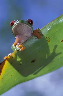 Images Dated 9th January 2004: Central America, Panama, Barro Colorado Island Red-eyed tree frog (Agalychnis