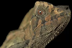 Images Dated 9th January 2004: Central America, Panama, Barro Colorado Island Gombe lizard (Corytophaenes cristatus)