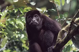 Images Dated 9th January 2004: Central America, Panama, Barro Colorado Island Male black howler monkey (Alouatta