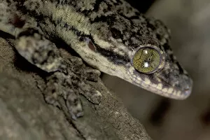 Images Dated 9th January 2004: Central America, Panama, Barro Colorado Island Large gekko (Thecadactylus sp. )