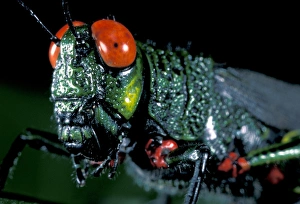 Images Dated 12th January 2005: Central America, Panama, Barro Colorado Island. Red-eyed grasshopper