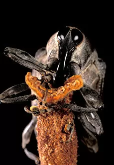Images Dated 12th January 2005: Central America, Panama, Barro Colorado Island. Portrait of weevil
