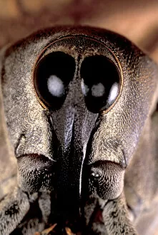 Images Dated 12th January 2005: Central America, Panama, Barro Colorado Island. Weevil head portrait