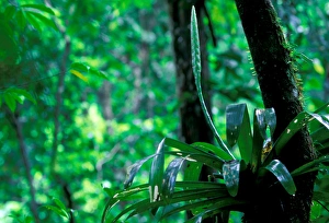 Images Dated 12th January 2005: Central America, Panama, Barro Colorado Island. Epiphyte, Vriesea sp