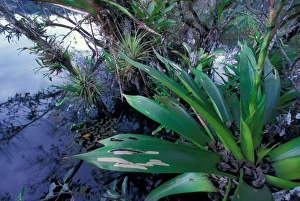 Images Dated 12th January 2005: Central America, Panama, Barro Colorado Island. Epiphyte (Vriesea sanguinolenta)
