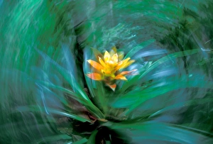 Images Dated 12th January 2005: Central America, Panama, Barro Colorado Island. Epiphyte, Guzmania sp