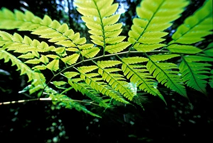 Images Dated 12th January 2005: Central America, Panama, Barro Colorado Island. Backlit leaves