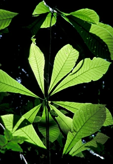 Images Dated 12th January 2005: Central America, Panama, Barro Colorado Island. Backlit leaves