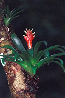 Images Dated 12th January 2005: Central America, Panama, Barro Colorado Island. Epiphyte