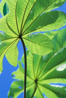 Images Dated 12th January 2005: Central America, Panama, Barro Colorado Island. Backlit leaves