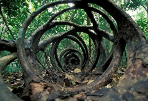 Images Dated 12th January 2005: Central America, Panama, Barro Colorado Island. Skeleton of fallen strangler fig